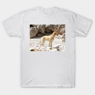 Labrador Retriever Yellow Full Second T-Shirt